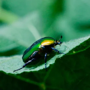 Escarabajo verde sobre hoja